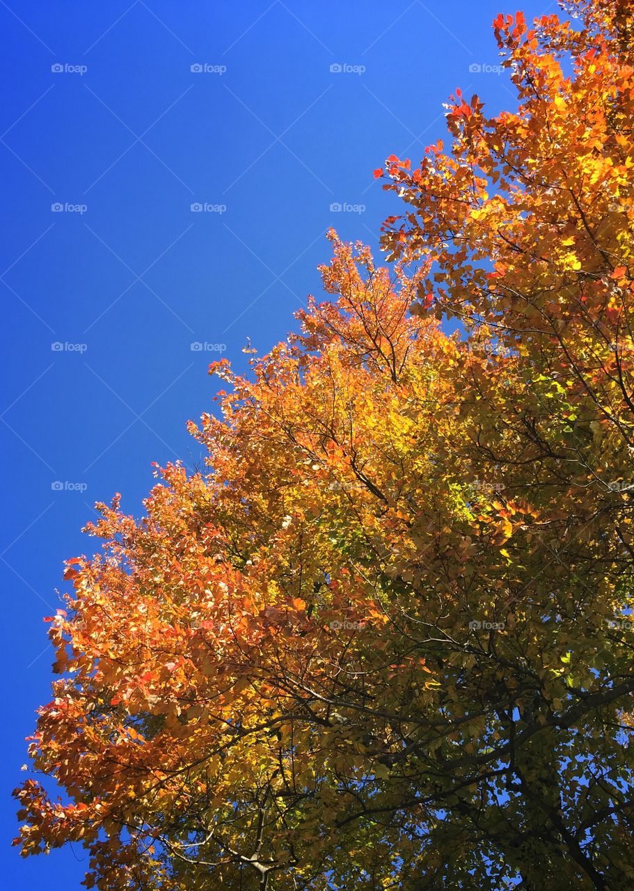 Fall, Leaf, Tree, No Person, Nature