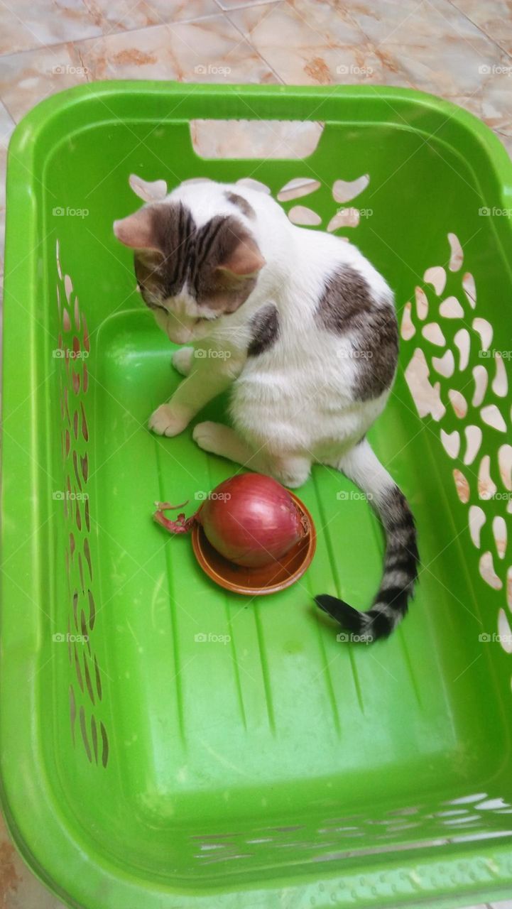 My white cat's in a green basket.