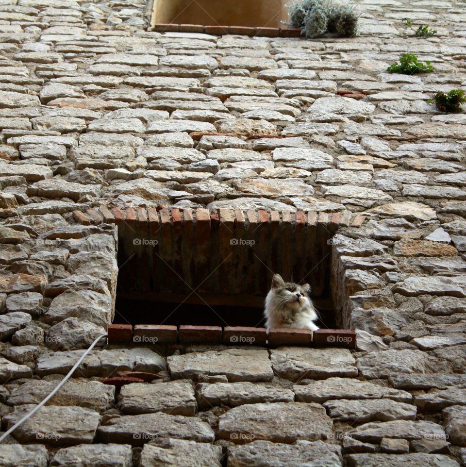 A cat checking out from an old building window