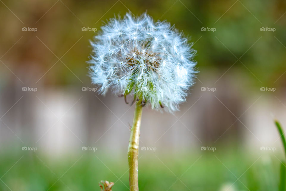 Dandelion 