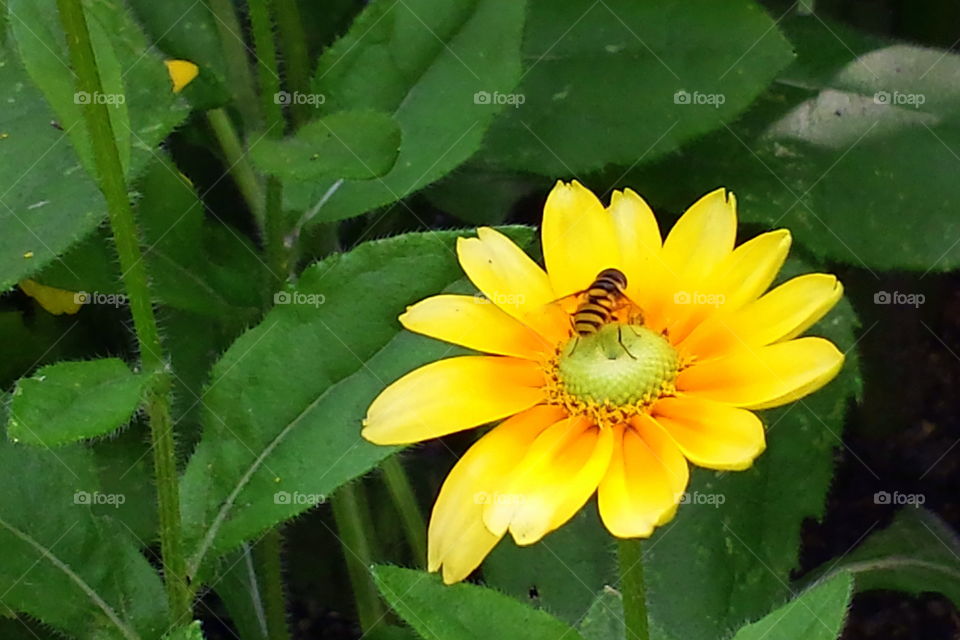 Bee's Yellow Flower