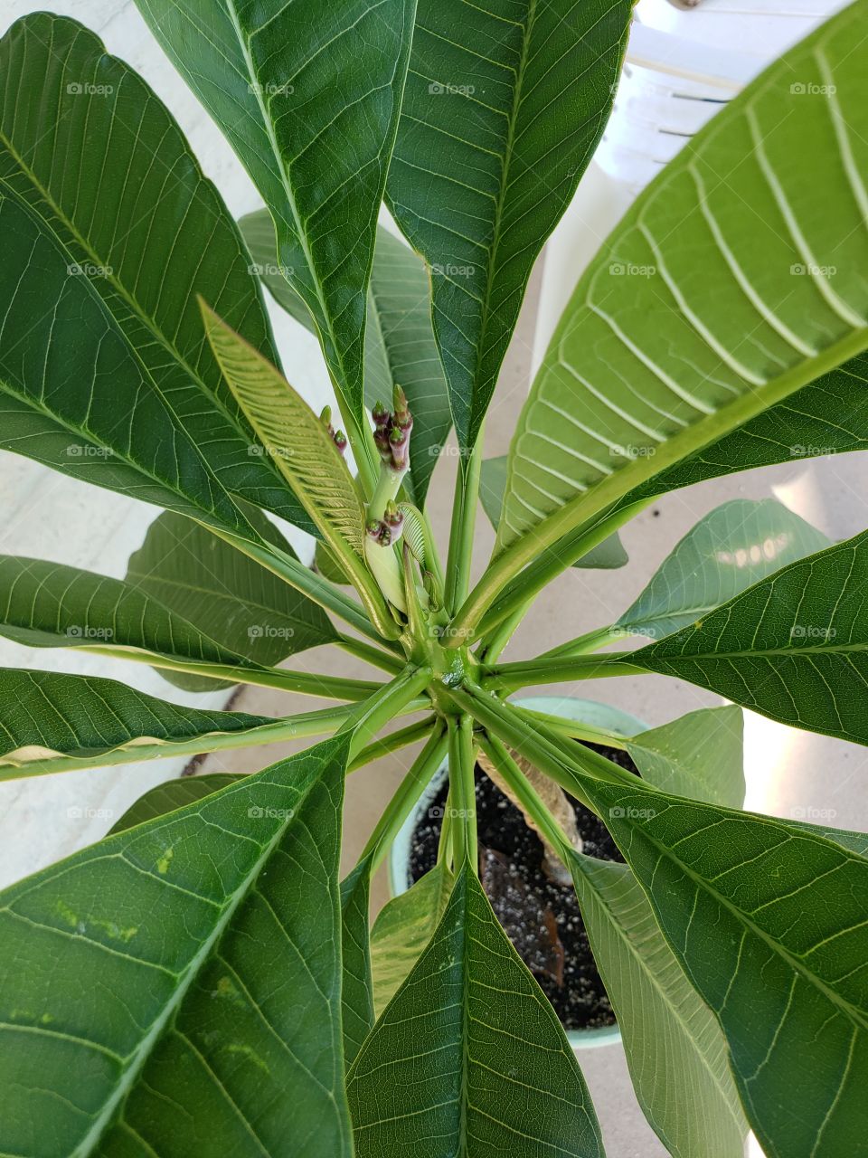 Palmaria getting ready to bloom