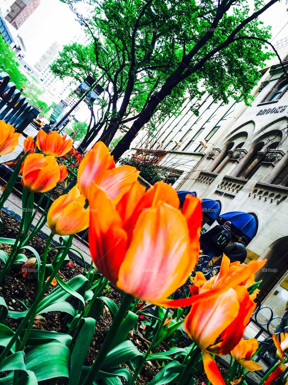 Michigan Avenue Spring. Blooms along Chicago's famed Magnificent Mile. 