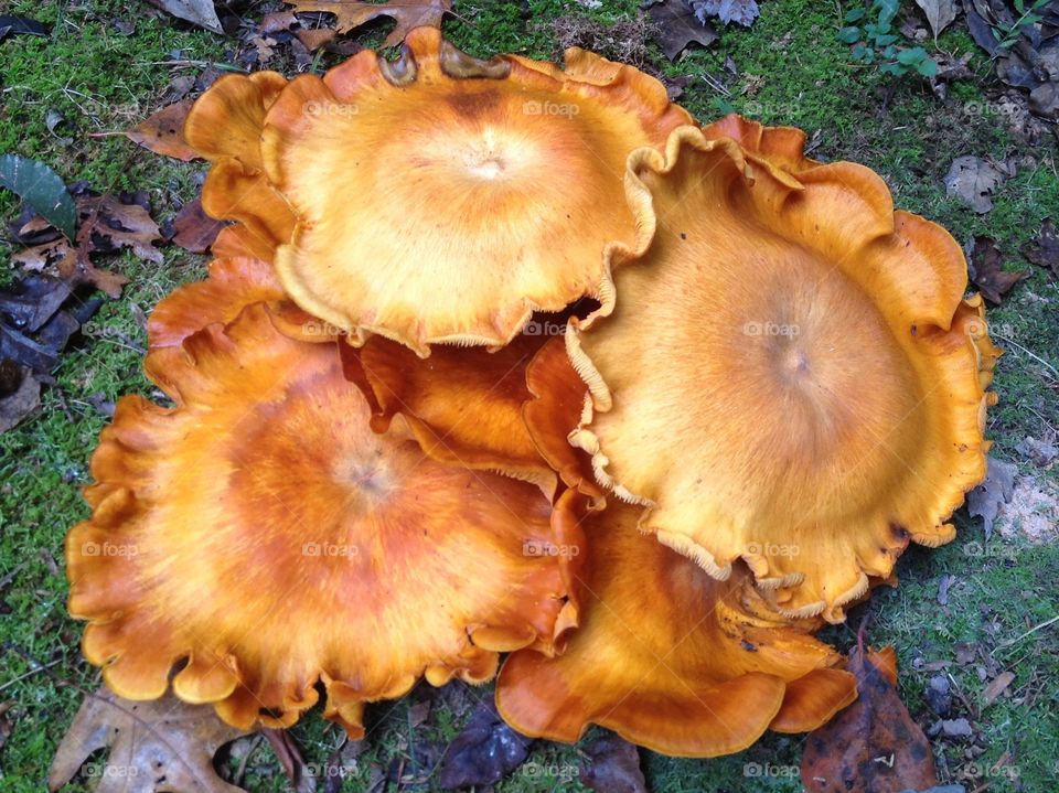 Large Orange Mushroom Cluster. Large Orange Mushroom Cluster
