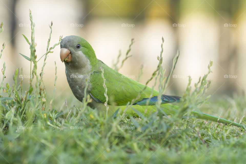 A green parrot.