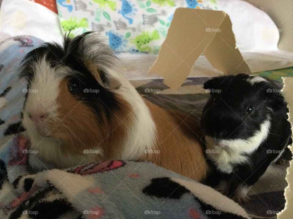 Jonathan and Timmy super family pets 