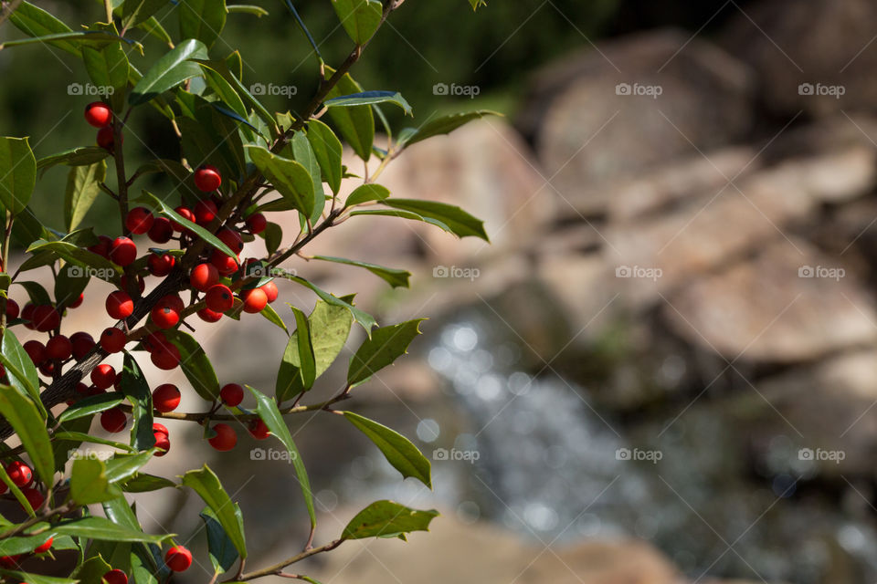 Close-up of a berry tree