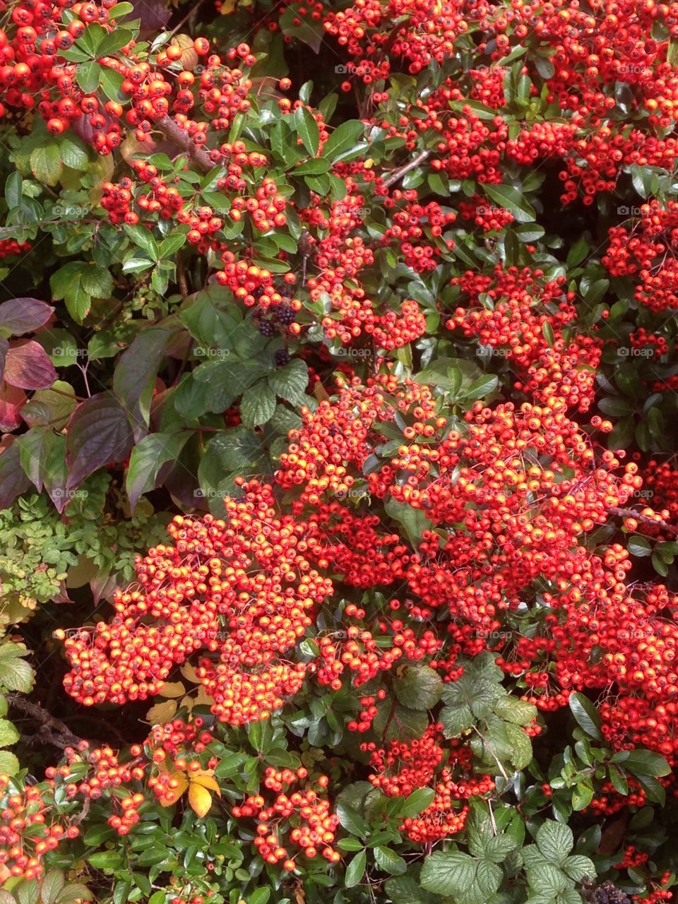 Berry full. More Autumn colours to be found on  berry s