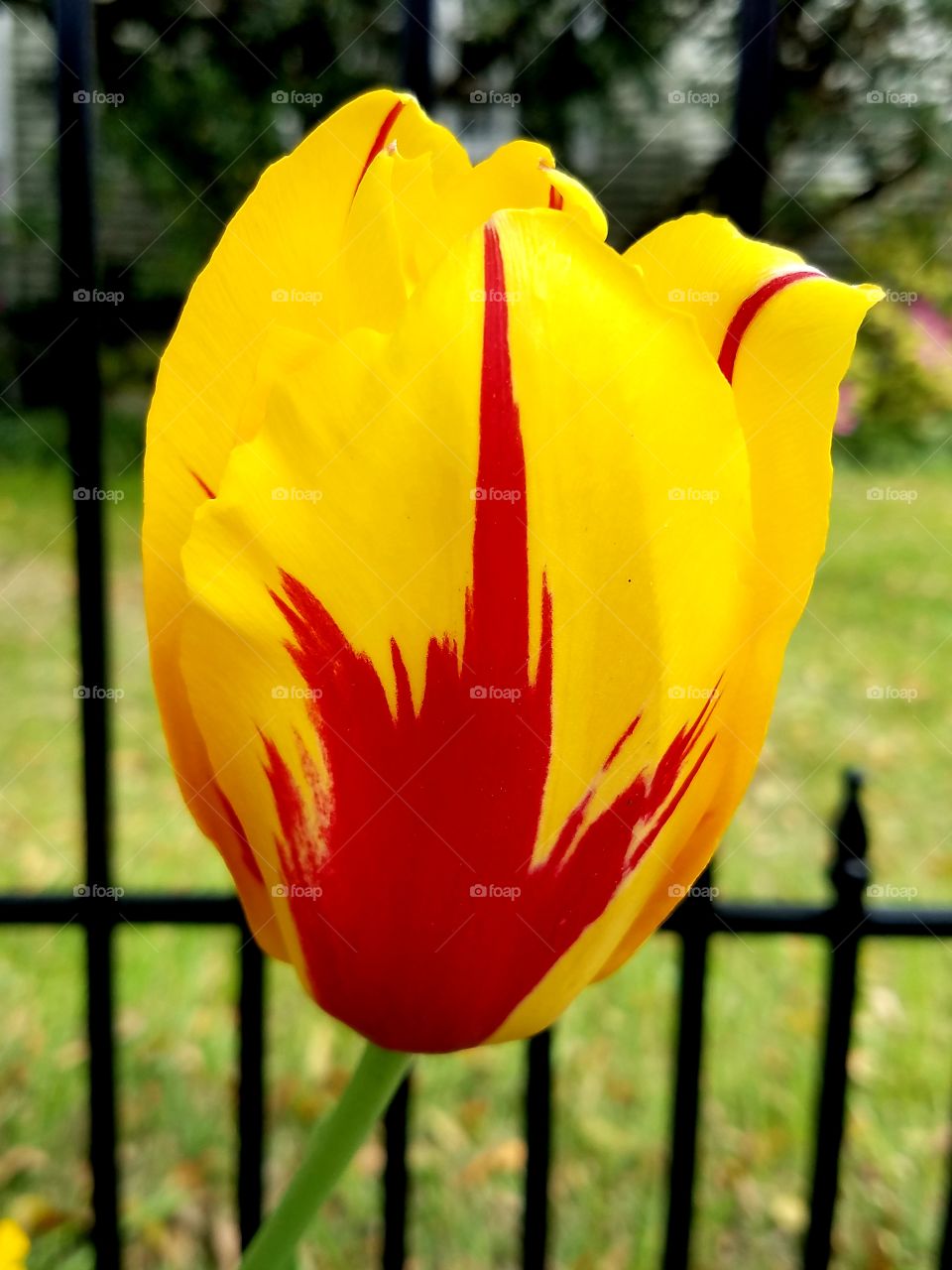 tulip