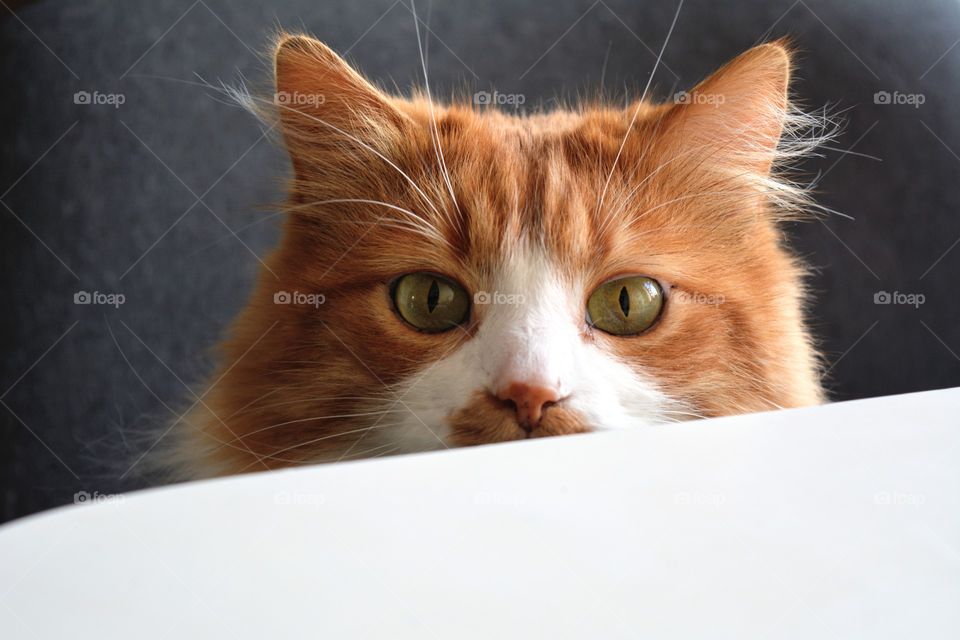 cat pet portrait beautiful eyes looking