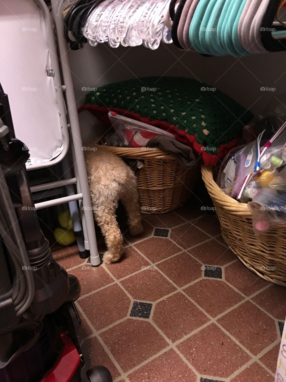 What my dog is busy doing while I'm also busy doing the laundry! Very curious🐾