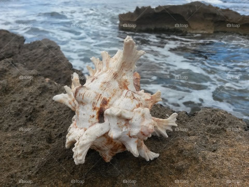 close up of seashell in front of the sea