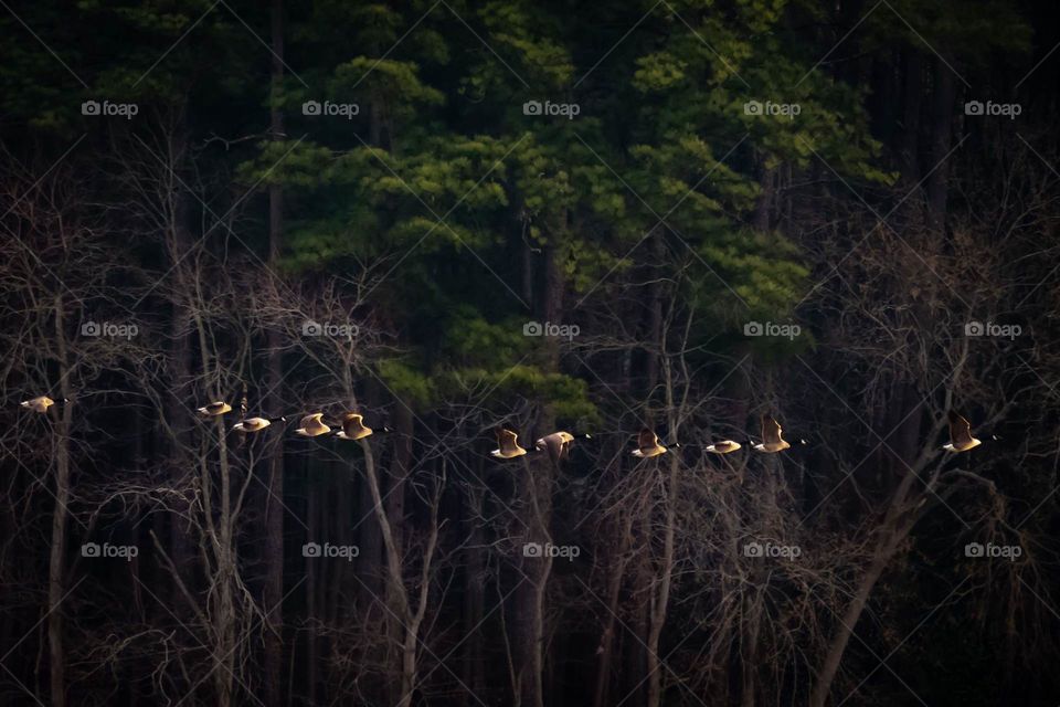 Geese in the morning sun flying by the forest. 