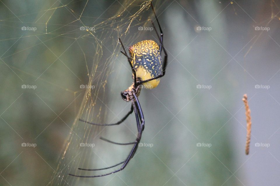 Spider 🕷 