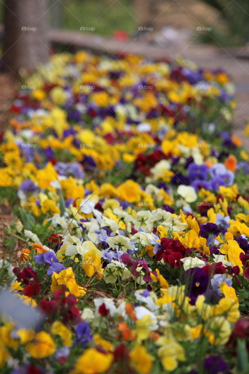 Bed of Pansies 