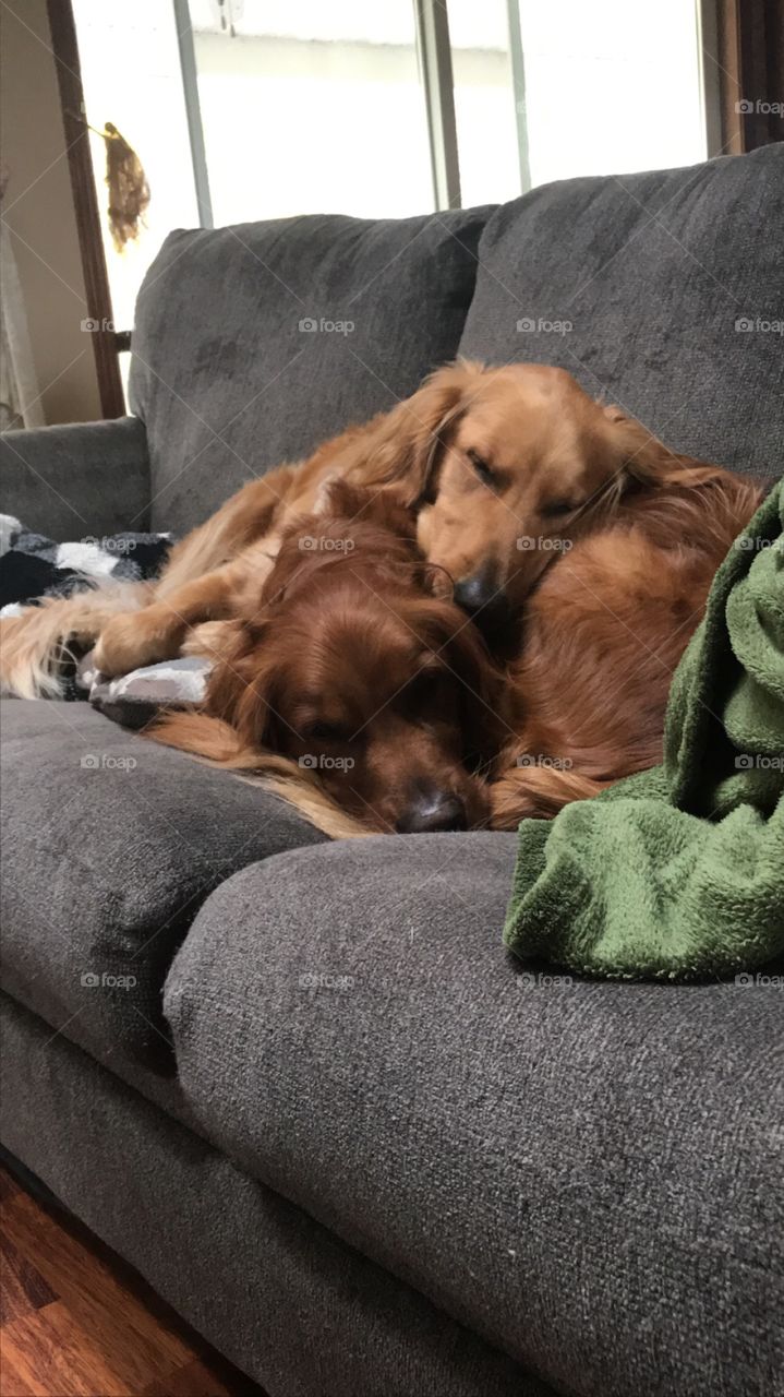 This is how my puppies stay cozy in the winter (and the summer!)