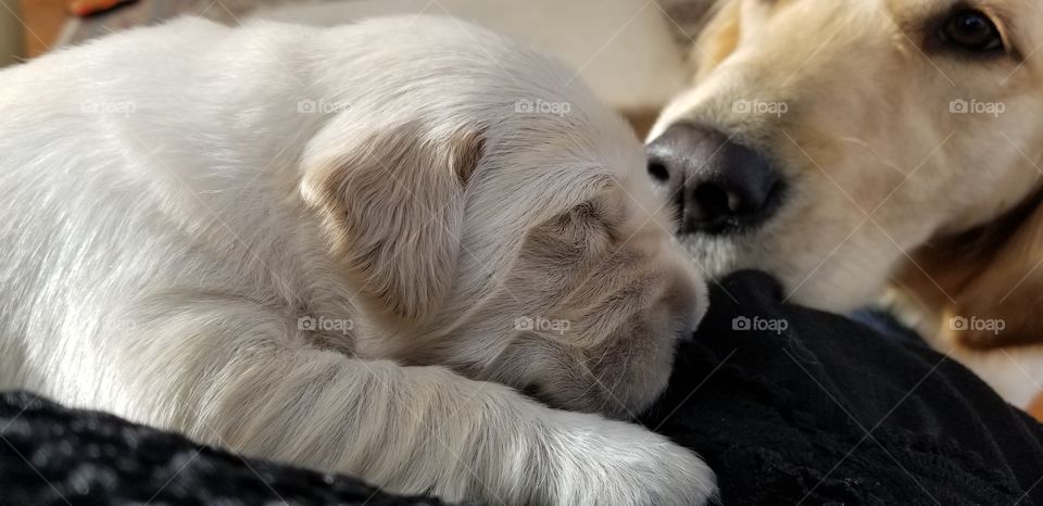 Sleeping Puppy