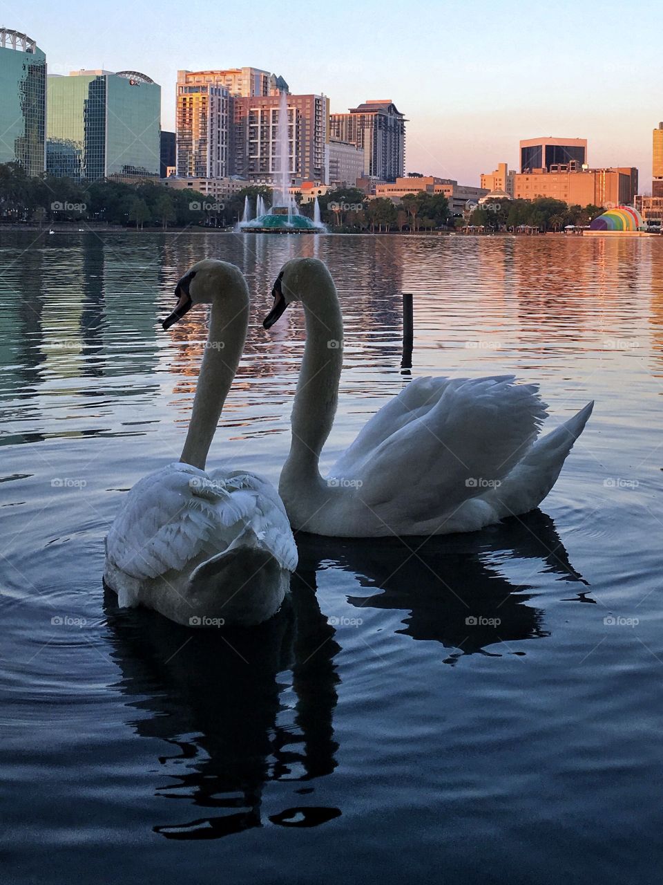 Two swans