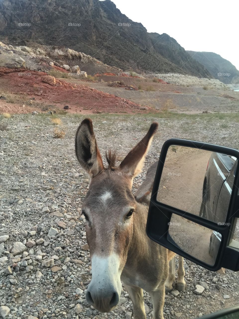 This wild burro approached our truck in the desert at Lake Mead, NV. 