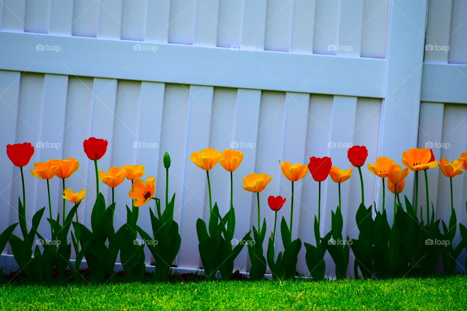 tulips along white fence