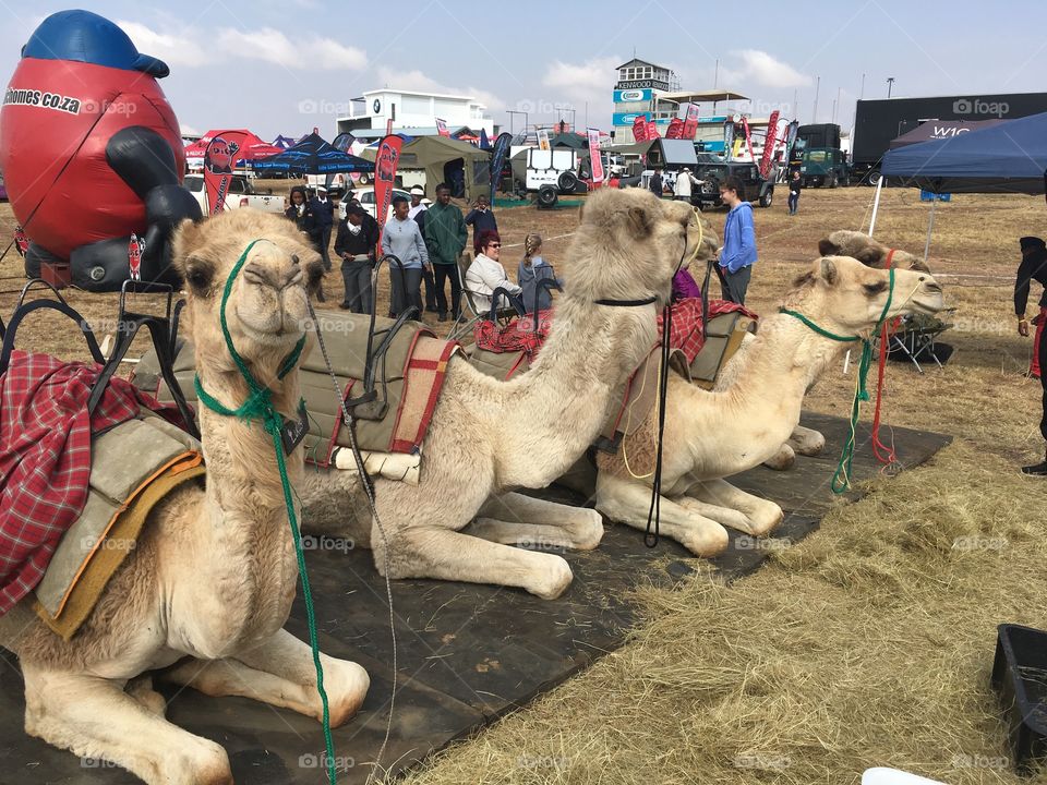 Camels at fair