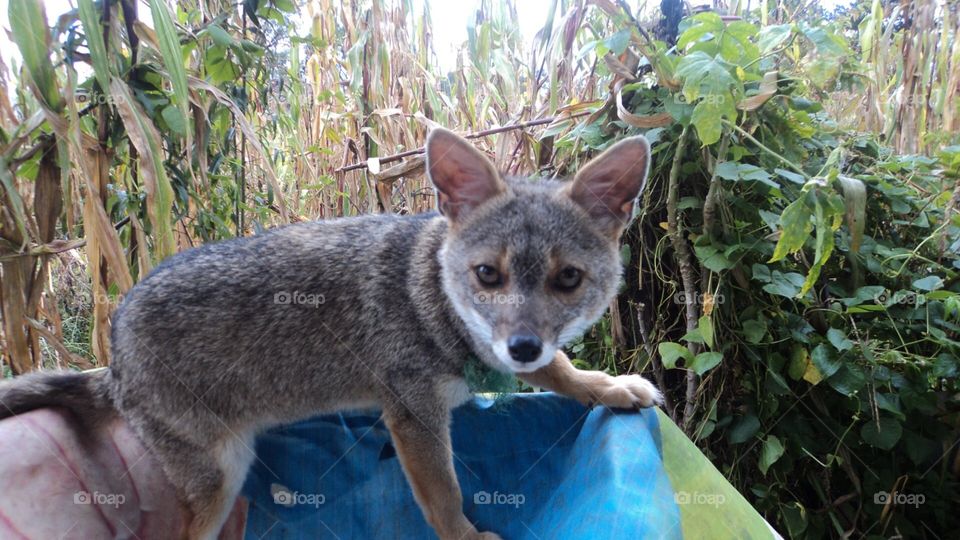 Wild baby fox 