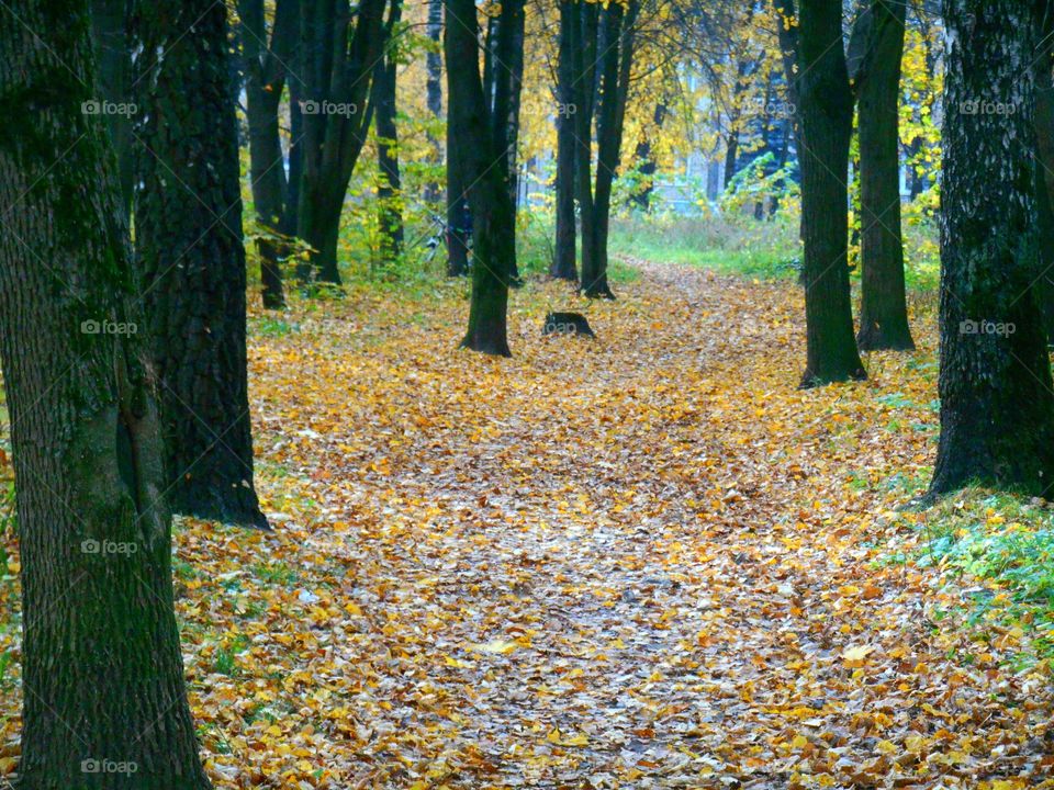 autumn park