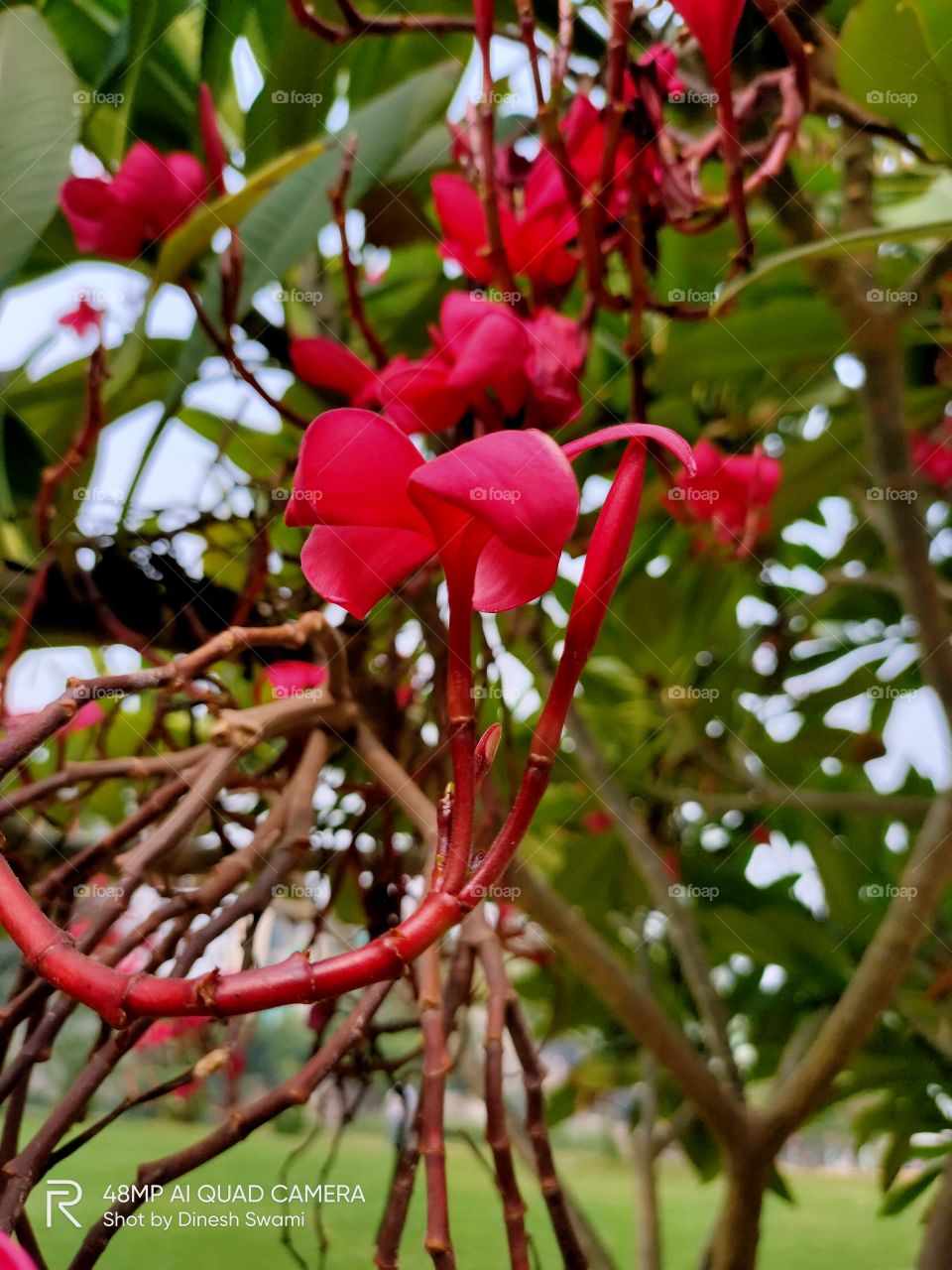 red flowers on the stem