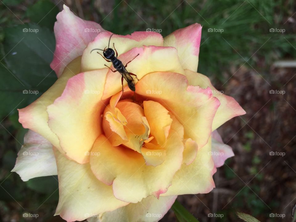 Ant on yellow rose