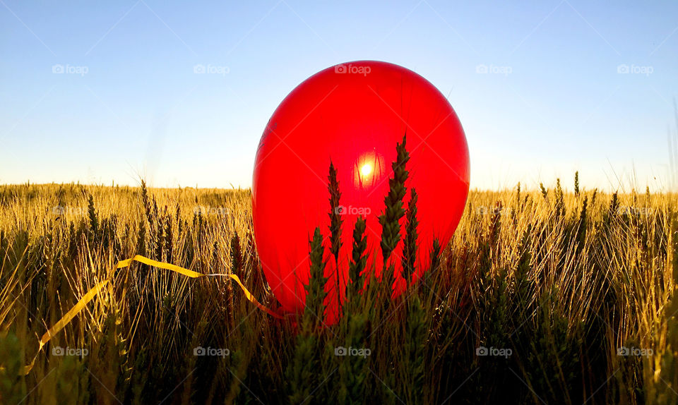 balloon in wheat field

