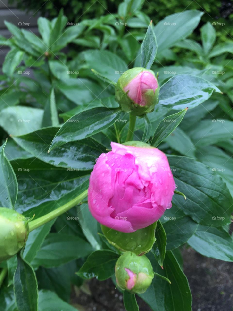 Pink Peony ready to open