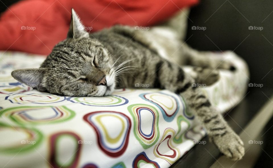 Sleeping cat