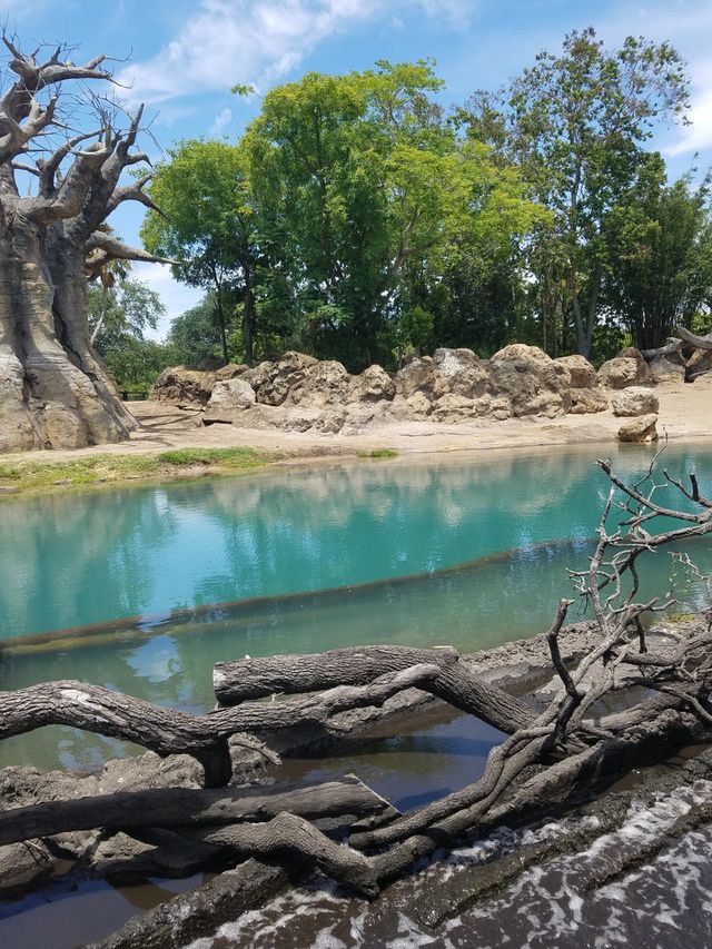 Safari