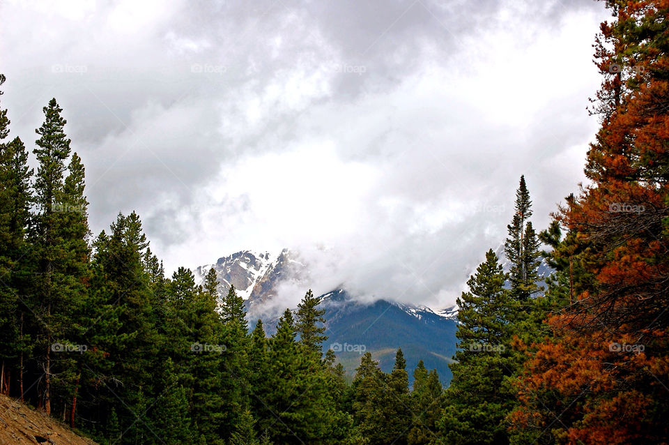 mountain trees by refocusphoto