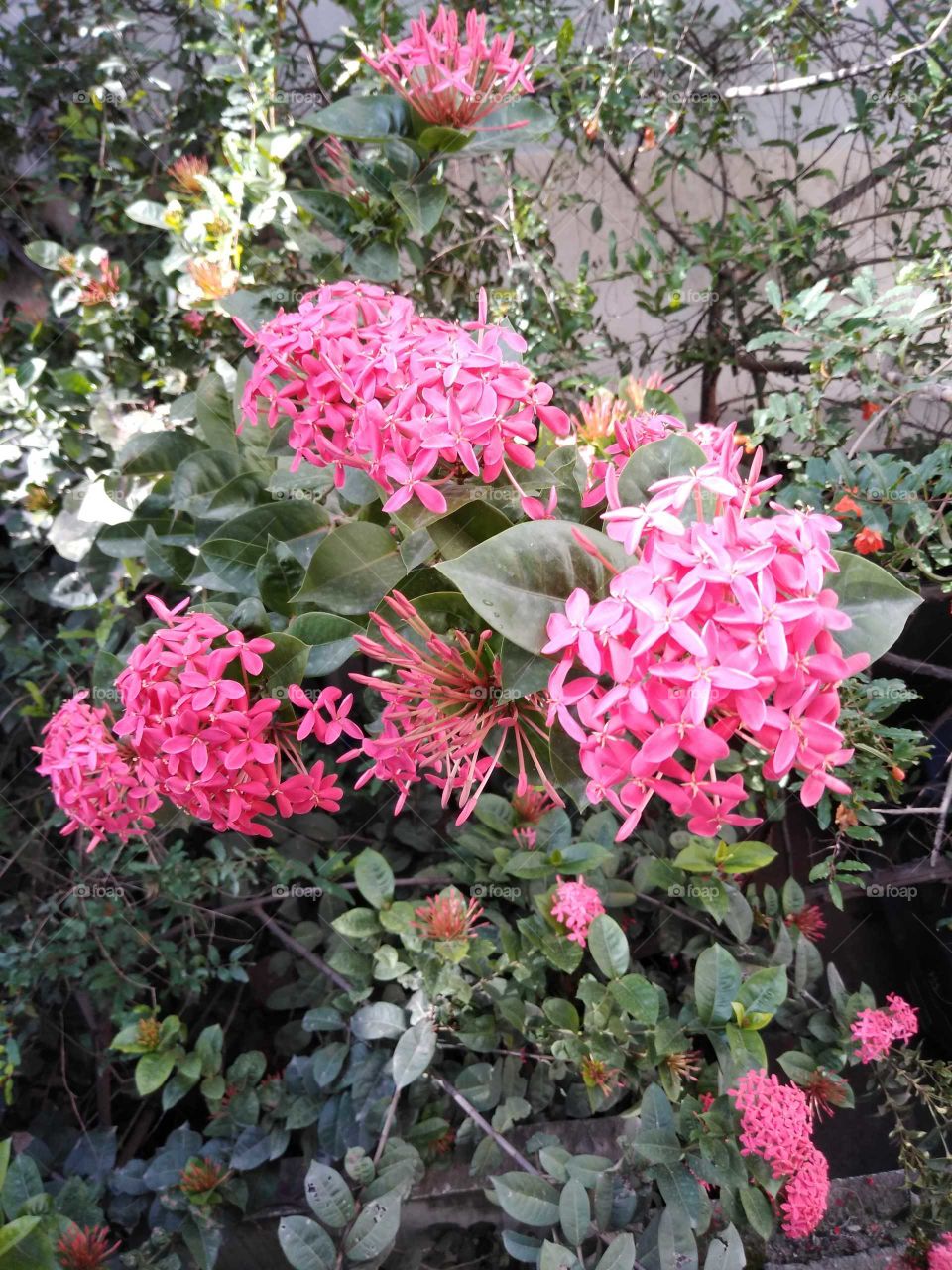 lovely pink flowers in my garden