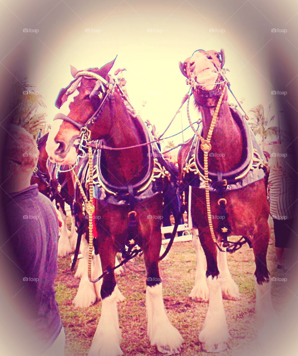 Clydesdale horses
