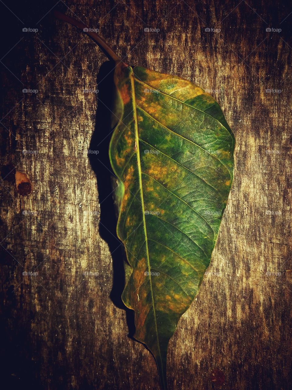 tree leaf background