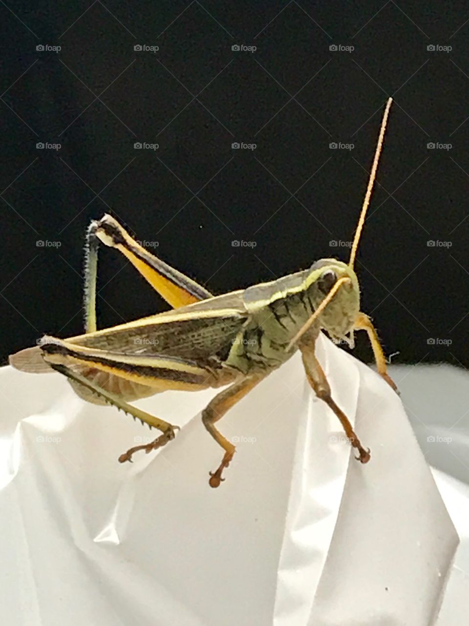 Grasshopper 