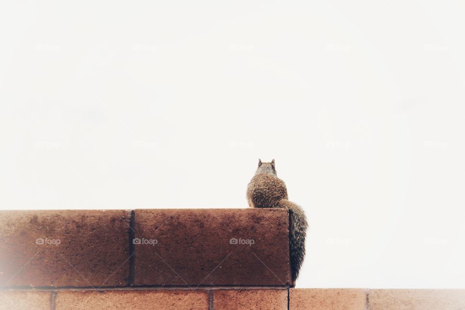 Squirrel looking over a brick fence