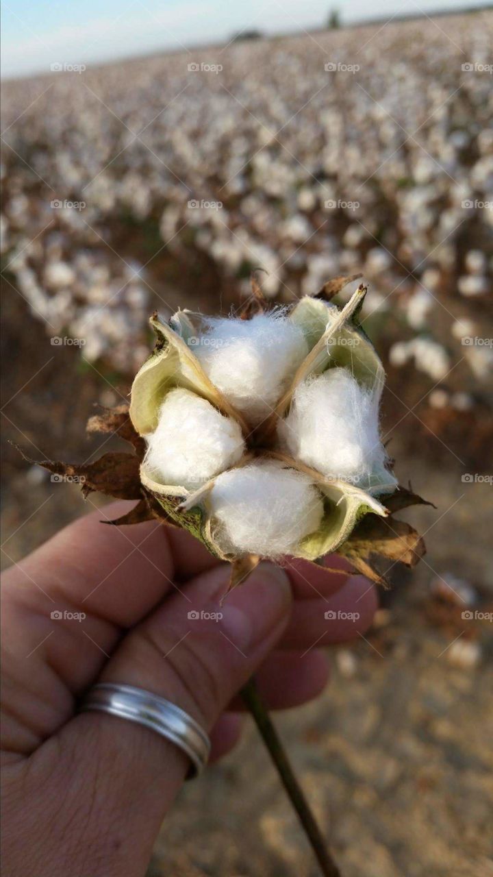 Cotton. Cotton harvest in Marianna Arkanzas