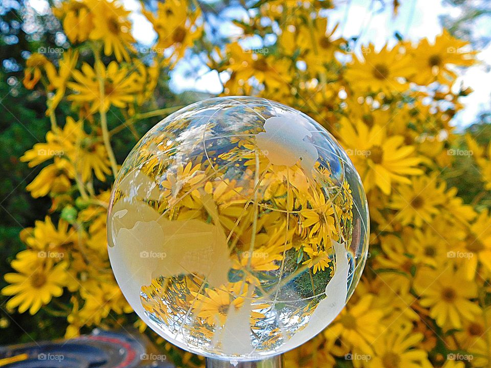 A profusion of beautiful, golden yellow flowers - Swamp Daisies appears through a glass globe