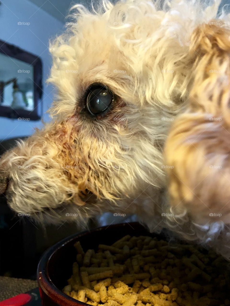 Close Up of Apricot Poodle in Profile

My poodle was eating & then went to that "dark place" he goes too at times from abuse (before we rescued him). I caught him protecting his BilJack dry food from my hubby by staring him down! It's more of a game now with us! 🐾