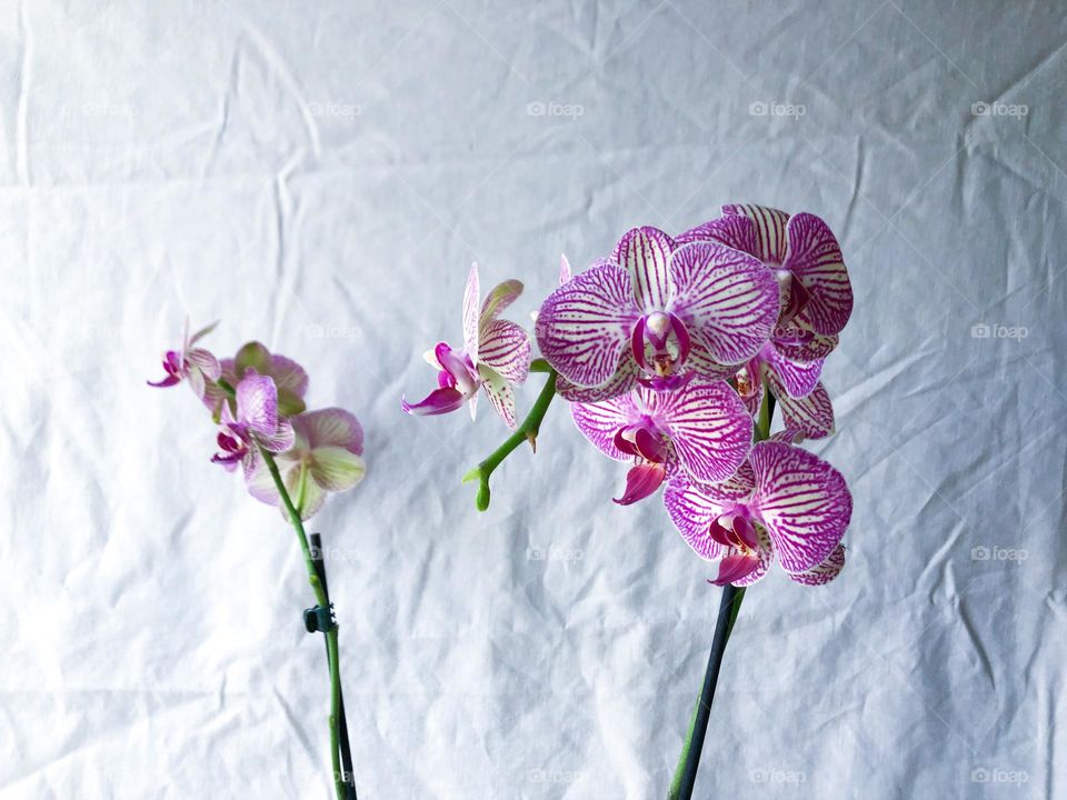 Pink orchid