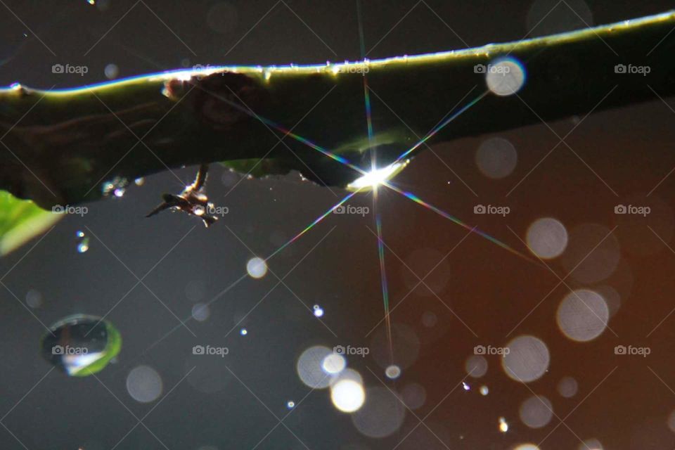 water drop on branch