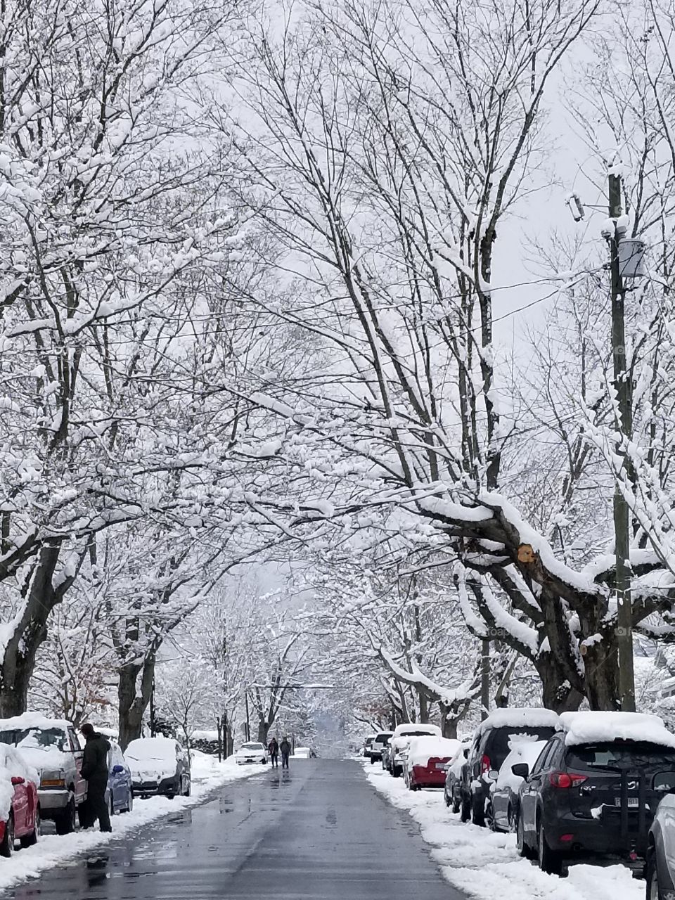 Winter, Snow, Weather, Tree, Cold