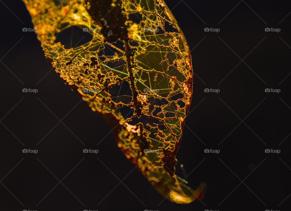 golden hours light falls on the skeleton of a leaf