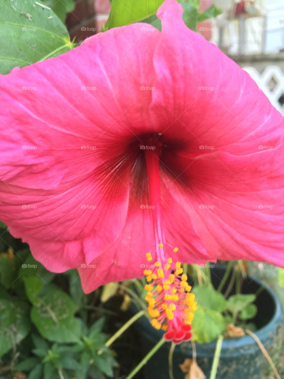 My beautiful hibiscus is finally blooming after being placed in the ground and loosing all its leaves 