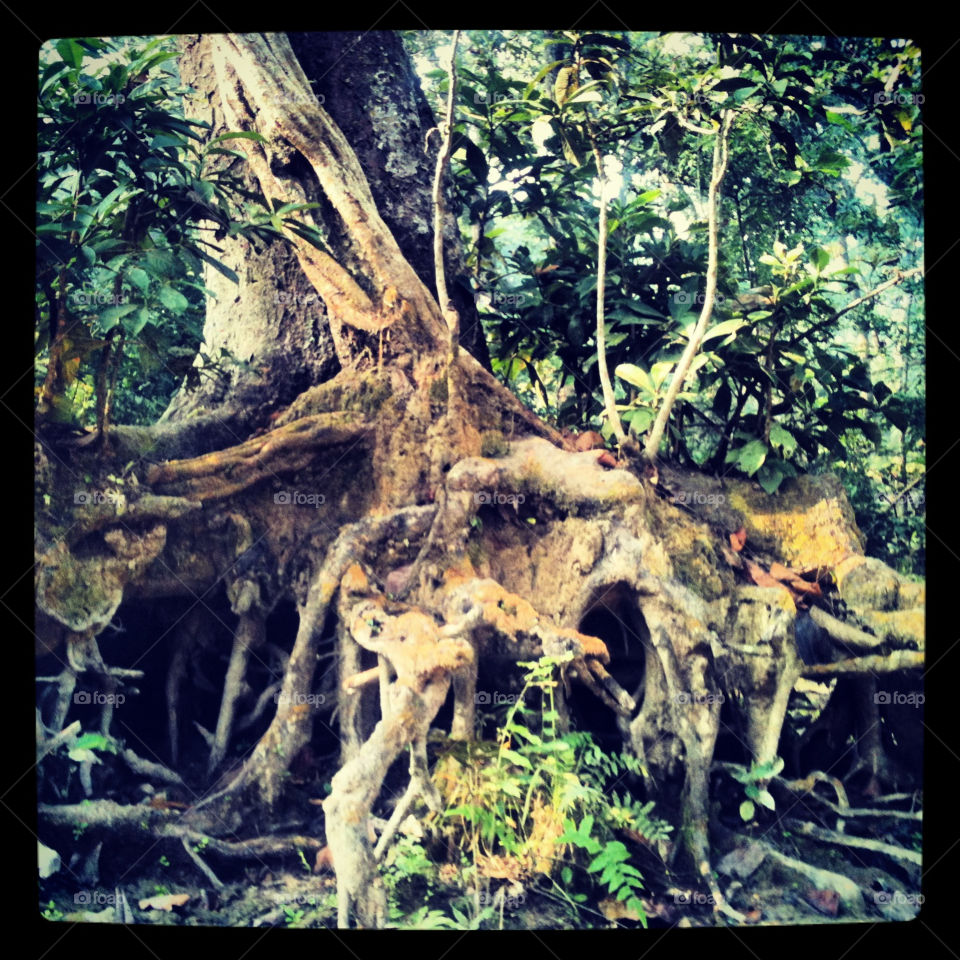 Photo of a tree in Nepal
