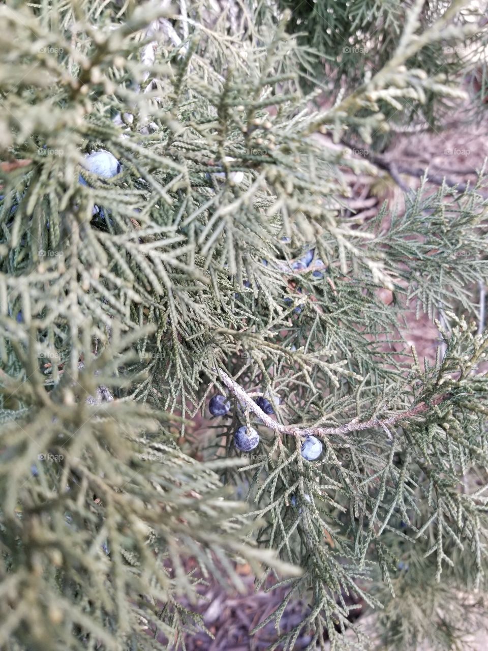 Some Type of Blue Berries on an Evergreen