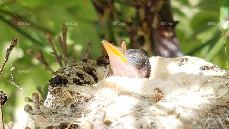 Newly hatched  hummingbird